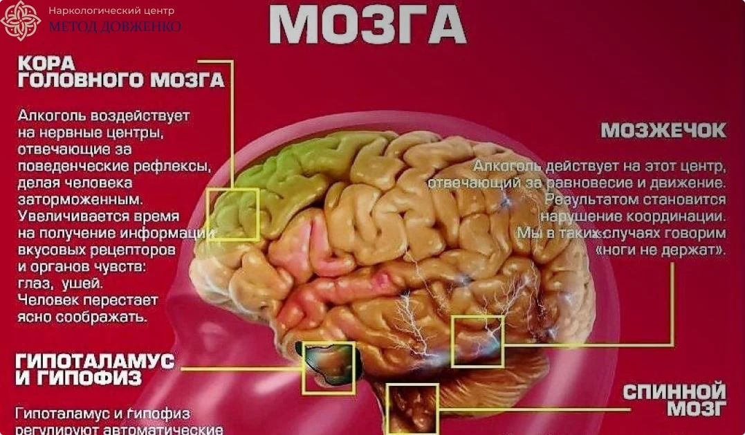 Влияние алкоголя на мозг