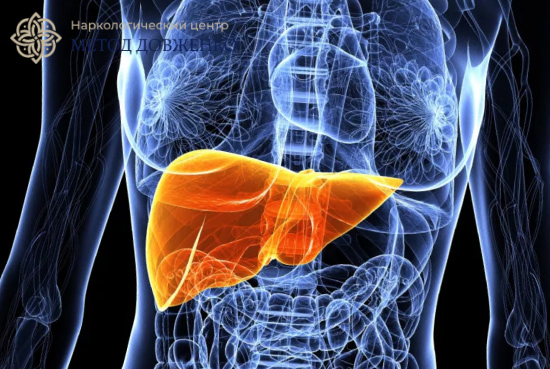Печень человека